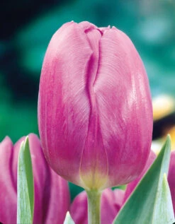 Tulip Purple Flag (Saver Sized Bulbs) Tulipa -Plant Flower Store Tulip Purple Flag 10 11cm 0004946 38051.1655369431