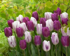 Tulip Purple Flag -Plant Flower Store Tulip Purple Flag 11 12cm 0004947 2 11923.1623343621