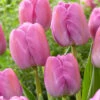 Tulip Purple Pride -Plant Flower Store Tulip Purple Pride Zanturpur 0009771 84290.1624370520