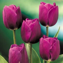 Tulip Purple Prince Tulipa -Plant Flower Store Tulip Purple Prince 0002958 2 02607.1661499176