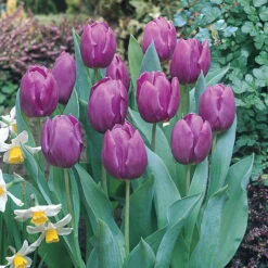 Tulip Purple Prince Tulipa -Plant Flower Store Tulip Purple Prince 0002958 3 03880.1661499176