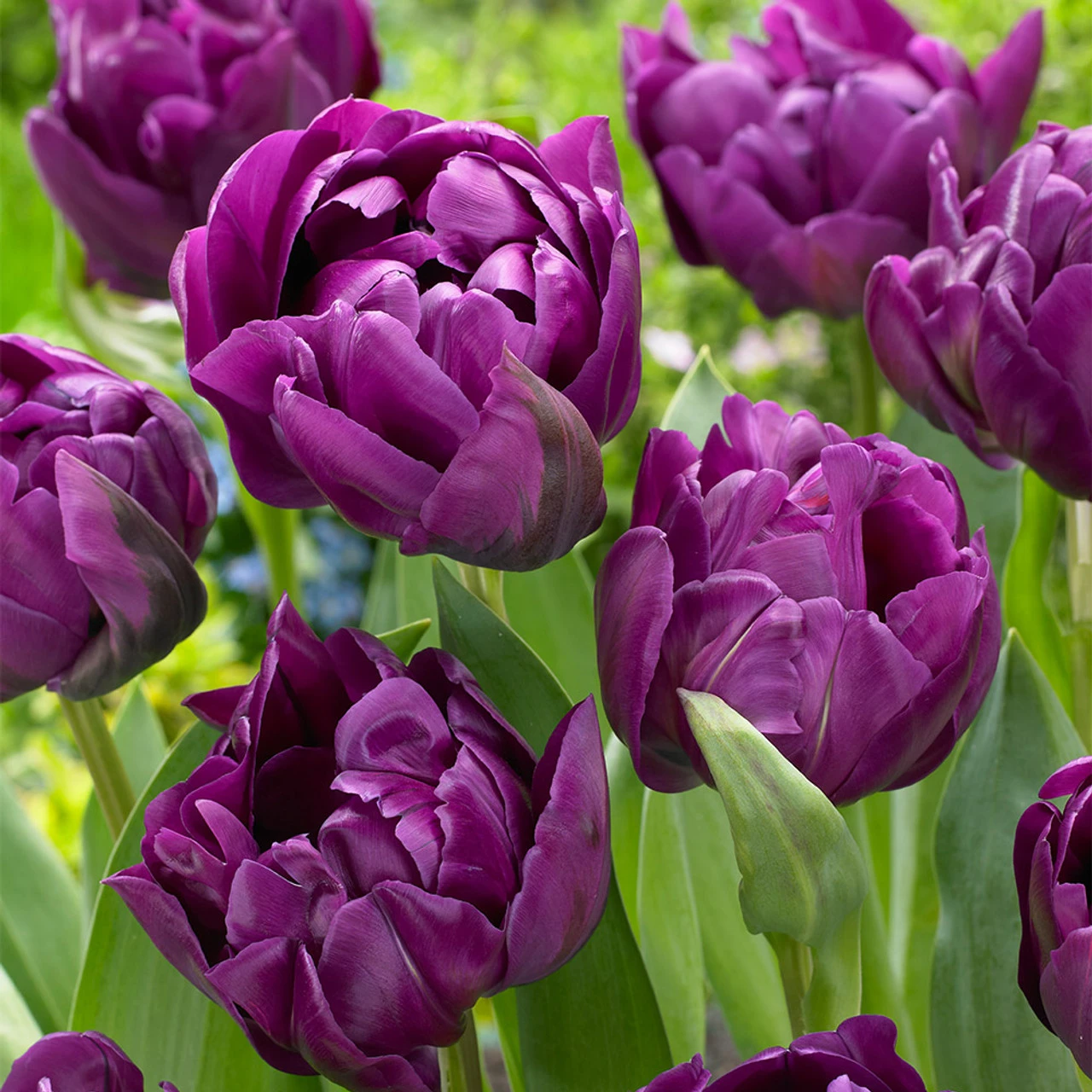 Tulip Purple Princess 5 Tulip Purple Princess - Image 3