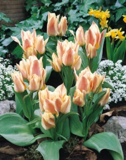 Tulip Quebec (Saver Sized Bulbs) -Plant Flower Store Tulip Quebec 0000796 2 84590.1687936710