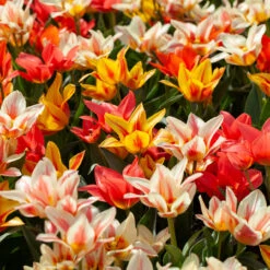 Tulip Quebec (Saver Sized Bulbs) -Plant Flower Store Tulip Quebec 0000796 3 90636.1687936711