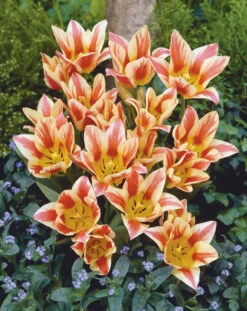 Tulip Quebec (Saver Sized Bulbs) -Plant Flower Store Tulip Quebec 0000796 70989.1687936710