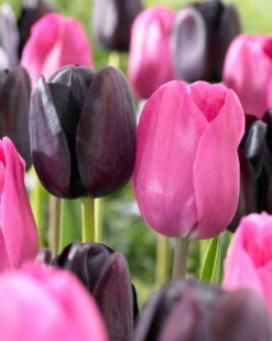 Tulip Queen Of Night Tulipa -Plant Flower Store Tulip Queen Of Night 11 12cm 0003006 6 29315.1655383330