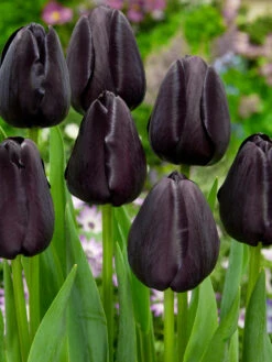 Tulip Queen Of Night Tulipa