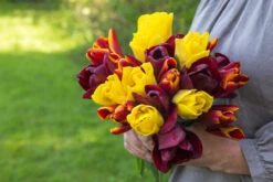 Tulip Queen Of Night (Saver Sized Bulbs) Tulipa -Plant Flower Store Tulip Queen of Night 10 11cm 0000857 2 27281.1662540324