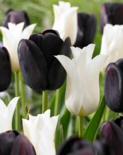 Tulip Queen Of Night (Saver Sized Bulbs) Tulipa -Plant Flower Store Tulip Queen of Night 10 11cm 0000857 4 07067.1662540324