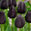 Tulip Queen Of Night (Saver Sized Bulbs) Tulipa