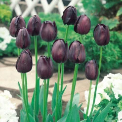 Tulip Queen Of Night (Saver Sized Bulbs) Tulipa -Plant Flower Store Tulip Queen of night 0000857 4 46600.1662540324