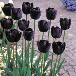 Tulip Queen Of Night Tulipa -Plant Flower Store Tulip Queen of night 0003006 3 69544.1657631273