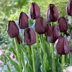 Tulip Queen Of Night Tulipa -Plant Flower Store Tulip Queen of night 0003006 6 68902.1655383330