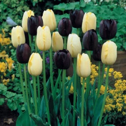 Tulip Queen Of Night Tulipa -Plant Flower Store Tulip Queen of night 0003006 7 18730.1655383330