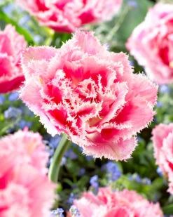 Tulip Queensland Tulipa