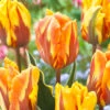 Tulip Ravana 11/12cm -Plant Flower Store Tulip Ravana 11 12 cm 0013030 03665.1623343975