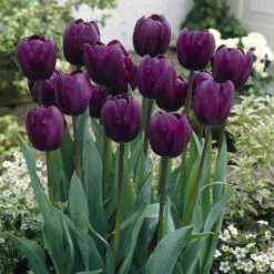 Tulip Recreado Tulipa
