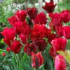 Tulip Red Blend Mix Tulipa -Plant Flower Store Tulip Red Blend Mix 0006637 13836.1654683129