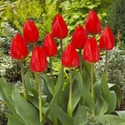 Tulip Hot Chocolate Bouquet Collection Tulip Red Chocolate Bouquet Collection -Plant Flower Store Tulip Red Chocolate Bouquet Collection 1021427 3 63647.1654849568
