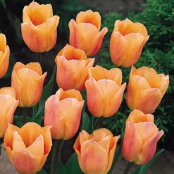 Tulip Hot Chocolate Bouquet Collection Tulip Red Chocolate Bouquet Collection -Plant Flower Store Tulip Red Chocolate Bouquet Collection 1021427 4 08776.1654849568