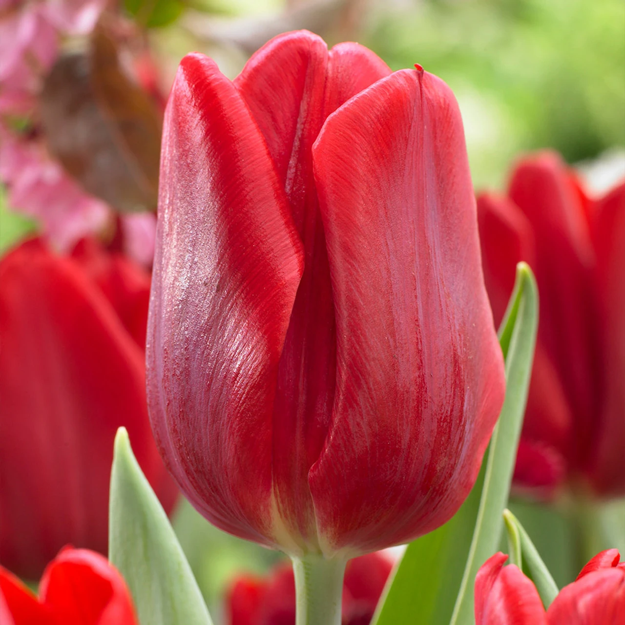 Tulip Red Flag (Saver Sized Bulbs) Tulipa Red Flag 3 Tulip Red Flag (Saver Sized Bulbs) Tulipa Red Flag