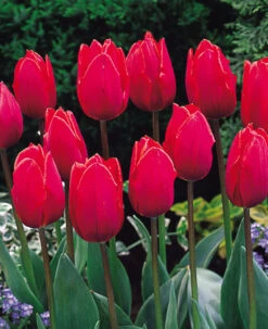 Tulip Red Flag (Saver Sized Bulbs) Tulipa Red Flag 6 Tulip Red Flag (Saver Sized Bulbs) Tulipa Red Flag -Plant Flower Store Tulip Red Flag 10 11cm 0006699 2 63578.1623343756