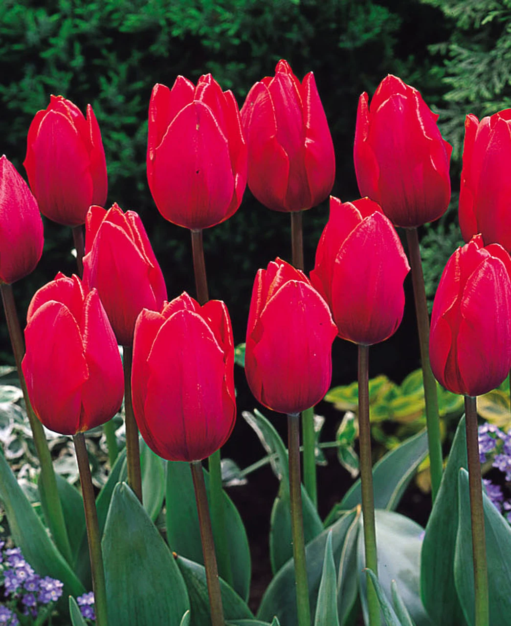 Tulip Red Flag (Saver Sized Bulbs) Tulipa Red Flag 4 Tulip Red Flag (Saver Sized Bulbs) Tulipa Red Flag - Image 2