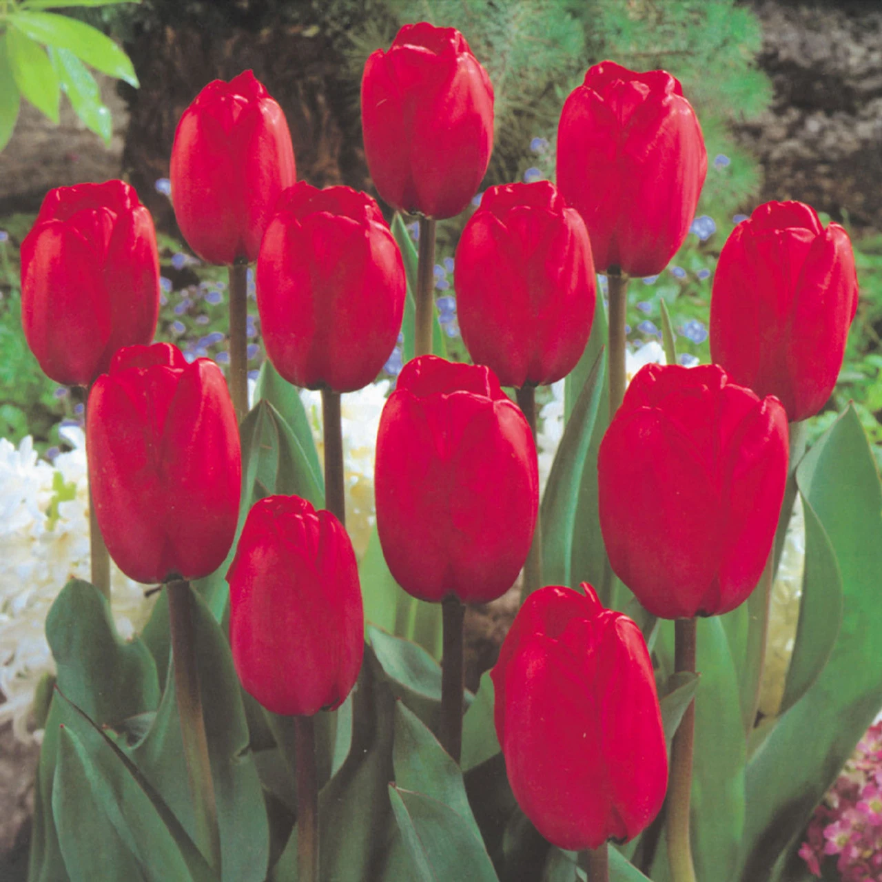 Tulip Red Impression Tulipa 4 Tulip Red Impression Tulipa - Image 2