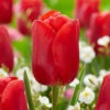 Tulip Red Jimmy Triumph Tulip 'Red Jimmy' 1 Tulip Red Jimmy Triumph Tulip 'Red Jimmy' -Plant Flower Store Tulip Red Jimmy 0014708 25737.1687861327