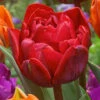 Tulip Red Princess -Plant Flower Store Tulip Red Princess 0010382 53545.1629189823