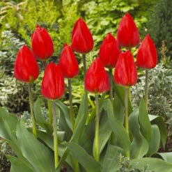 Tulip Red Revival Tulip Red Revival