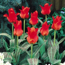Tulip Red Riding Hood (Saver Sized Bulbs) Tulipa -Plant Flower Store Tulip Red Riding Hood 0002782 5 53812.1628088311
