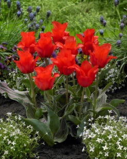 Tulip Red Riding Hood (Saver Sized Bulbs) Tulipa -Plant Flower Store Tulip Red Riding Hood 10 11cm 0002782 2 40625.1655378695
