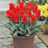 Tulip Red Riding Hood (Saver Sized Bulbs) Tulipa -Plant Flower Store Tulip Red Riding Hood 10 11cm 0002782 4 48380.1655378695