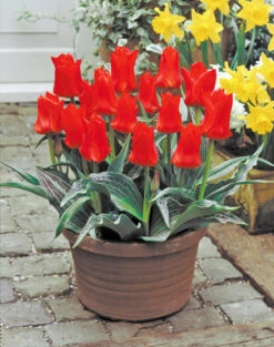 Tulip Red Riding Hood (Saver Sized Bulbs) Tulipa