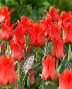 Tulip Red Riding Hood (Saver Sized Bulbs) Tulipa -Plant Flower Store Tulip Red Riding Hood 10 11cm 0002782 90485.1655378695