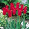 Tulip Red Shine Tulipa -Plant Flower Store Tulip Red Shine 0002860 38645.1628515846
