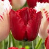 Tulip Red Wing Tulipa -Plant Flower Store Tulip Red Wing 11 12cm 0002746 2 30367.1657633836
