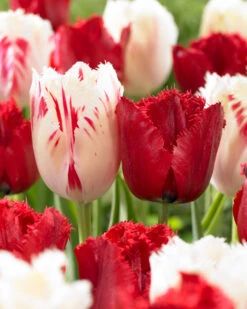 Tulip Red Wing Tulipa 6 Tulip Red Wing Tulipa -Plant Flower Store Tulip Red Wing 11 12cm 0002746 03352.1657633836