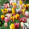 Tulip Rembrandt Mixed Tulipa -Plant Flower Store Tulip Rembrandt Mixed 0003279 39396.1628511232