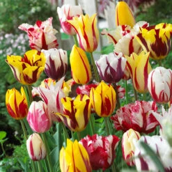 Tulip Rembrandt Mixed Tulipa