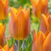 Tulip Request 10 Tulip Request -Plant Flower Store Tulip Request 0006515 00787.1638543188