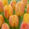 Tulip Rhapsody Of Smile -Plant Flower Store Tulip Rhapsody of Smile 0011146 20791.1687939223