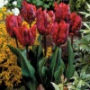Tulip Rococo Tulipa 2 Tulip Rococo Tulipa -Plant Flower Store Tulip Rococo 11 12cm 0002910 90691.1655105210