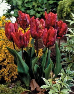 Tulip Rococo Tulipa
