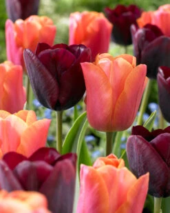 Tulip Ronaldo Tulipa 12 Tulip Ronaldo Tulipa -Plant Flower Store Tulip Ronaldo 11 12cm 0003779 5 69946.1623344052