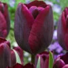 Tulip Ronaldo Tulipa -Plant Flower Store Tulip Ronaldo 11 12cm 0003779 40082.1628176388