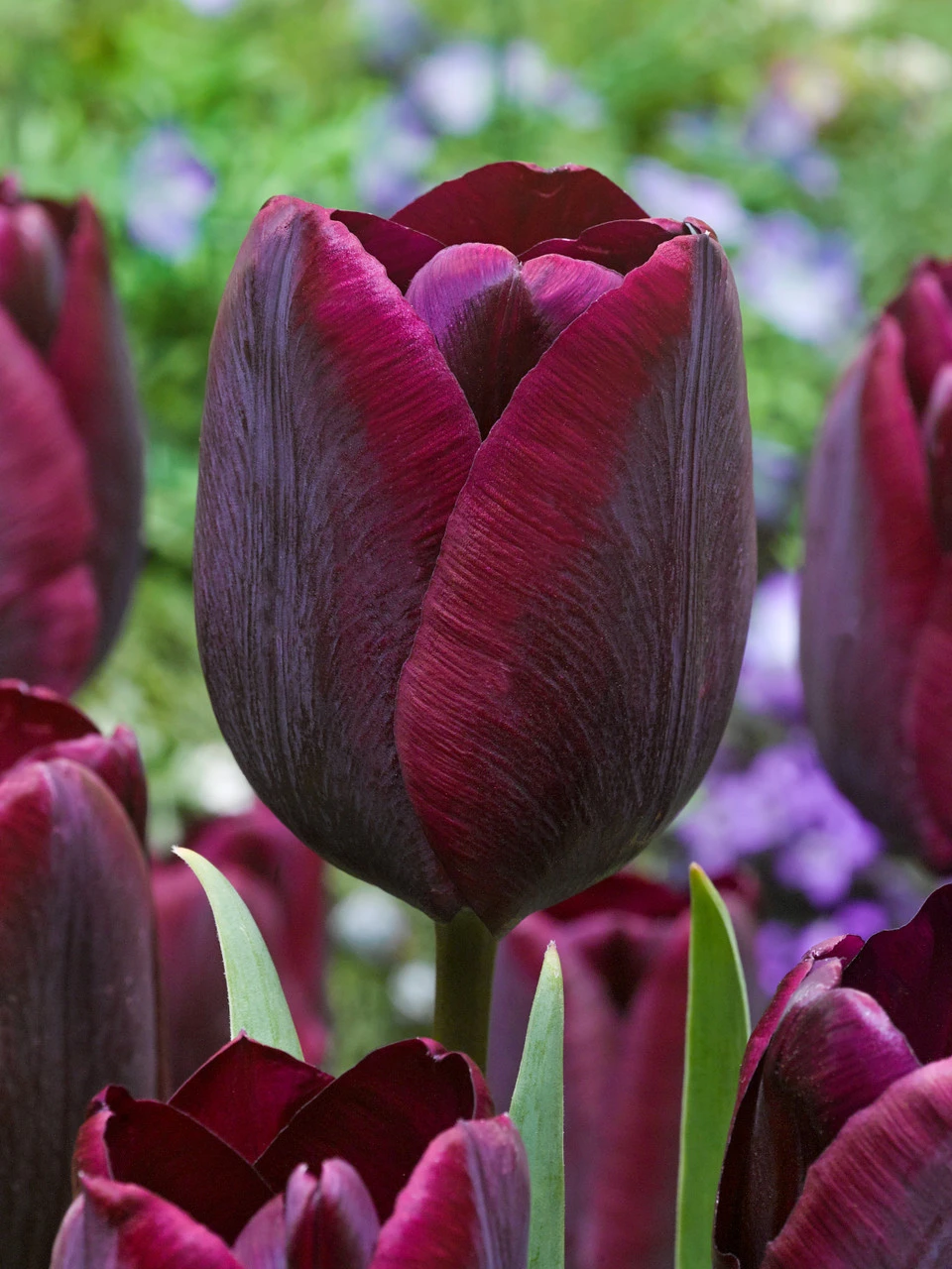 Tulip Ronaldo Tulipa 3 Tulip Ronaldo Tulipa