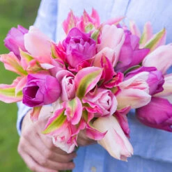 Tulip Rosalie Tulipa Rosalie -Plant Flower Store Tulip Rosalie 11 12cm 0003186 2 43974.1654682244