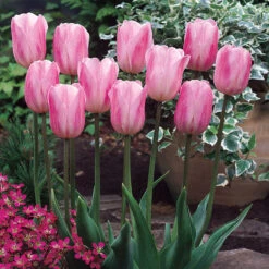 Tulip Rosalie Tulipa Rosalie -Plant Flower Store Tulip Rosalie 11 12cm 0003186 3 55930.1654682245